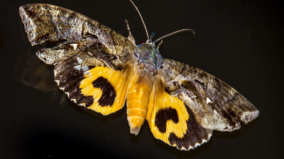 arna, arna de suc de fruites, gran, insecte, marró, negre, groc, patró, negreta, salvatge, ala, Queensland, Austràlia, animal, temes d'animals, un animal, fauna animal, animals a la natura, fons negre, primer pla, invertebrat, cap gent, part del cos dels animals, tir de l'estudi, mar, naturalesa, a l'interior, aigua, vertebrats, ala dels animals, papallona - insecte, marí, 2K