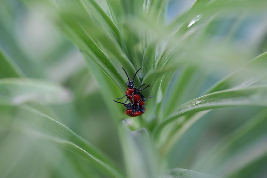 insecta, Červené, pár, páření, Příroda, hmyz, zvířat, bezobratlý, jednoho zvířete, zvíře, zvířata ve volné přírodě, rostlina, zelená barva, rostlinné části, detail, list, nikdo, brouk, den, růst, selektivní zaměření, venku, slunéčko sedmitečné, malý, 5K