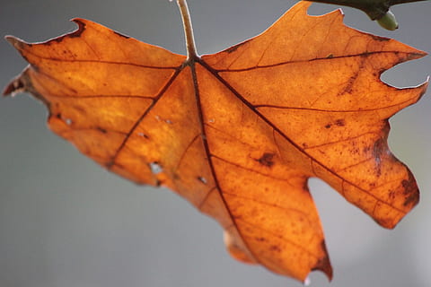 foglia, ippocastano, albero, autunno, parte vegetale, modificare, avvicinamento, colore arancione, vena fogliare, natura, nessuno, asciutto, pianta, concentrarsi sulle conoscenze acquisite, all'aperto, foglia di acero, giorno, fragilità, bellezza nella natura, vulnerabilità, singolo oggetto, condizione naturale, collezione autunnale, 5K, CC0, dominio pubblico, privo di copyright
