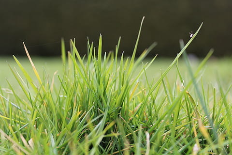 stormloop, gras, achtergrond, groen, weide, natuur, grassprieten, grassen, insect, dichtbij, groene kleur, versheid, fabriek, buitenshuis, zomer, achtergronden, gazon, detailopname, groei, veld-, schoonheid in de natuur, land-, dag, geen mensen, kalmte, selectieve aandacht, grassprietje, breekbaarheid, kwetsbaarheid, focus op de voorgrond, nat, oppervlakteniveau, 5K, CC0, publiek domein, royaltyvrij
