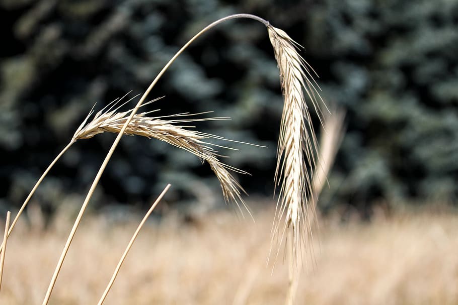 sègol, blat de moro, orelles, grans, kłos, cultiu, agricultura, planta, planta de cereals, creixement, terra, naturalesa, centrar-se en primer pla, primer pla, camp, paisatge, escena rural, dia, blat, cap gent, granja, ordi, medi ambient, herba, bellesa a la natura, a l'aire lliure, cultiu d’avena, 5K