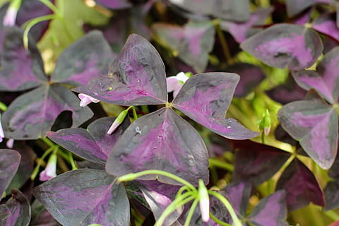 trèvol triangular, oxalis triangularis, trèvol de quatre fulles, klee, sort, fulles, símbols propicis, full, planta, bellesa a la natura, primer pla, part de la planta, creixement, tirar, frescor, flor, humit, porpra, cap gent, naturalesa, aigua, planta amb flors, fragilitat, marc complet, vulnerabilitat, dia, a l'aire lliure, primavera, pluja, gota de pluja, rosada, puresa, 4K, CC0, domini públic, lliure de regalies