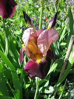 iris, barbut, flor, naturalesa, primavera, flora, jardí, botànica, porpra, jardineria, pètals, vibrant, florir, a l'aire lliure, frescor, creixement, pètal, primer pla, planta amb flors, planta, fragilitat, bellesa a la natura, vulnerabilitat, cap de flor, inflorescència, part de la planta, full, cap gent, color verd, dia, iris - planta, 4K, CC0, domini públic, lliure de regalies