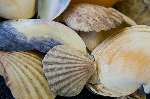 Ebbe, Strand, Meer, Muscheln, Stillleben, Nahansicht, Frische, Essen und Trinken, keine Leute, Lebensmittel, gesundes Essen, Vollbild, Wohlbefinden, Hintergründe, große gruppe von gegenständen, High Angle View, drinnen, Tag, Muster, Gruppe von Objekten, Markt, Fülle, texturiert, Schale, 1080P, CC0, gemeinfrei, lizenzfrei