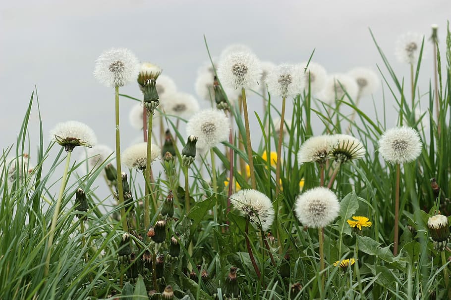 păpădie, jos, plantă, stele, verde, pufos, grădină, floare, creştere, natură, necultivat, flori sălbatice, planta cu flori, frumusețe în natură, fragilitate, vulnerabilitate, prospeţime, cap de floare, culoare alba, inflorescenţă, a închide, camp, teren, nici o persoana, iarbă, zi, plante stem, în aer liber, moliciune, semințe de papadie, 4K
