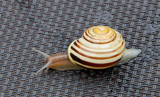 snail, shell, close, nature, mollusk, spiral, pattern, animal, animal themes, gastropod, animal wildlife, one animal, close-up, no people, animal shell, animals in the wild, textured, high angle view, natural pattern, vignette, brown, invertebrate, 5K, CC0, public domain, royalty free
