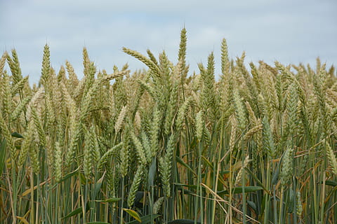 ซีเรียล, wheats, สาขา, ข้าวสาลีอย่างหนัก, การเกษตร, แหลม, พืชผล, การเจริญเติบโต, ปลูก, พืชธัญพืช, ภูมิประเทศ, สนาม, ฉากชนบท, ที่ดิน, ฟาร์ม, ธรรมชาติ, วัน, ไม่มีคน, ความงามในธรรมชาติ, ความเงียบสงบ, สีเขียว, ท้องฟ้า, Scenics - ธรรมชาติ, อาหาร, ข้าวสาลี, กลางแจ้ง, สวน, 5K, CC0, โดเมนสาธารณะ, ค่าลิขสิทธิ์ฟรี