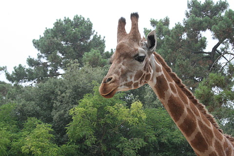 Giraffe, Baum, Natur, ein Tier, Tier, Tierthemen, Säugetier, Tierwelt, Pflanze, Tierkörperteil, keine Leute, Tierkopf, Tag, Tiere in freier Wildbahn, Wirbeltier, Haustiere, Wald, draußen, Tierhals, Himmel, pflanzenfressend, 2K, CC0, gemeinfrei, lizenzfrei