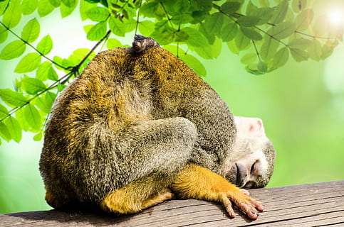 scimmia marrone, scimmia, verde, amazon, scoiattolo, foresta pluviale, albero, grugno, America, museruola, naturale, mammifero, minuscolo, espressione, centrale, giallo, vita, Sud, nuovo mondo, orecchie, al di fuori, occhiata, human-like, occhi, carina, foresta, sciureus, Guarda, viso, animale, temi animali, un animale, rilassamento, fauna selvatica, natura, animali allo stato selvatico, nessuno, vertebrato, legno - materiale, concentrarsi sulle conoscenze acquisite, seduta, riposo, pianta, luce del sole, giorno, addormentato, occhi chiusi, all'aperto, 1080P, CC0, dominio pubblico, privo di copyright