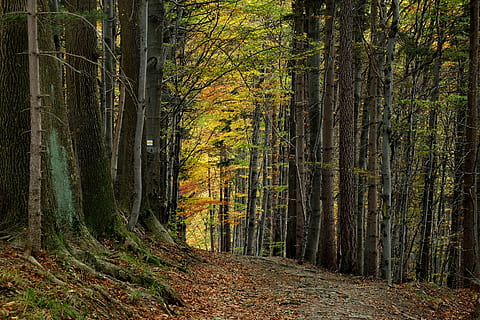 strom, krajina, Příroda, list, pódium, podzim, u soudu v, prostředí, turistika, hory, silesian beskid, Polsko, les, rostlina, přistát, kufr, kmen stromu, klid, růst, krása v přírodě, klidné scény, mimoměstské scény, scenics - příroda, nikdo, cesta vpřed, změna, směr, idylický, venku, stezka, 2K, CC0, veřejná doména, bez autorských práv