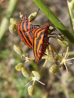 biller, bugs, par, lille, orange, insekt, natur, dyr, makro, tæt på, dyreliv, et dyr, dyr i naturen, dyre temaer, hvirvelløse, skønhed i naturen, plante, dag, ingen mennesker, fokus på forgrunden, plante del, blad, orange farve, udendørs, vækst, blomst, sommerfugl - insekt, 2K, CC0, offentligt domæne, royaltyfrie