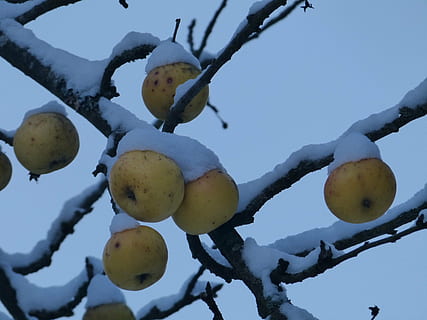 omena, hedelmä, lumi, kylmä, jäädytetty, jää, talvi-, puu, haara, ei ihmisiä, terveellinen ruokavalio, luonto, taivas, päivä, kylmä lämpötila, ruoka, kasvi, ruoka ja juoma, lähikuva, hyvinvointi, matala kulma, kasvu, tuoreus, ulkona, kypsä, 4K, CC0, public domain, rojaltivapaa