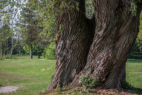alberi, verde, prateria, albero, ceppo, nodoso, pianta, tronco d'albero, tronco, terra, natura, crescita, erba, nessuno, bellezza nella natura, la tranquillità, giorno, colore verde, foresta, all'aperto, campo, scena non urbana, scena tranquilla, paesaggio, scenics - natura, abbaiare, 4K, CC0, dominio pubblico, privo di copyright