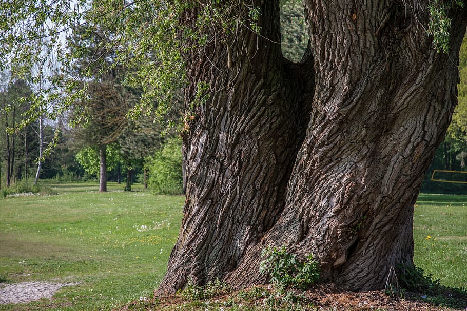 arbres, verd, pastures, arbre, registre, nodrit, planta, tronc de l'arbre, tronc, terra, naturalesa, creixement, herba, cap gent, bellesa a la natura, tranquil·litat, dia, color verd, bosc, a l'aire lliure, camp, escena no urbana, escena tranquil·la, paisatge, escenics - natura, escorça, 4K