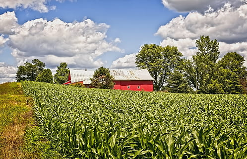 graner, rústic, graners, blat de moro, camp de blat de moro, ohio, art digital, rural, escènic, país, camp, paisatge, cobert, coberts, granja, granges, agricultura, agrícola, Masia, campanar, comtat, americana, foto, fotografia, estructura, estructures, sturgell, William Sturgell, factura sturgell, històric, decoració de la llar, edificis, núvols, cel, arbre, arbres, ennuvolat, cels, males herbes, comtat del campanar, urbana, planta, núvol - cel, terra, creixement, escena rural, naturalesa, color verd, dia, cultiu, bellesa a la natura, escenics - natura, arquitectura, cap gent, estructura construïda, a l'aire lliure, plantació, 5K, CC0, domini públic, lliure de regalies