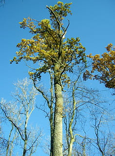 roure, tribu, arbre, alt, cel, blau, bosc, planta, vista d’angle baix, branca, cel clar, tranquil·litat, tronc de l'arbre, tronc, bellesa a la natura, creixement, cap gent, dia, naturalesa, llum solar, a l'aire lliure, arbre nu, escena tranquil·la, escenics - natura, copa de l'arbre, 2K, CC0, domini públic, lliure de regalies