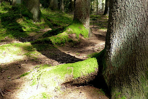 bosc, arrels d’arbres, molsa, registres, bemoost, llum i ombra, naturalesa, arbre, sendera, a l'aire lliure, color verd, planta, paisatge, cap gent, tronc de l'arbre, tronc, terra, bellesa a la natura, tranquil·litat, escenics - natura, escena tranquil·la, creixement, dia, medi ambient, escena no urbana, rierol: aigua que flueix, que flueix, ruta, 4K, CC0, domini públic, lliure de regalies