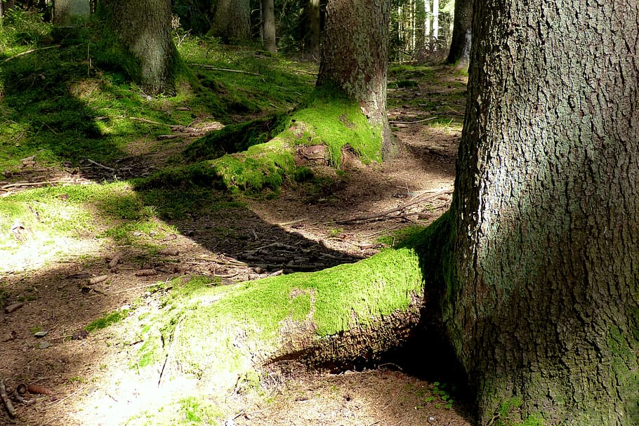 bosc, arrels d’arbres, molsa, registres, bemoost, llum i ombra, naturalesa, arbre, sendera, a l'aire lliure, color verd, planta, paisatge, cap gent, tronc de l'arbre, tronc, terra, bellesa a la natura, tranquil·litat, escenics - natura, escena tranquil·la, creixement, dia, medi ambient, escena no urbana, rierol: aigua que flueix, que flueix, ruta, 4K