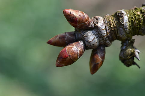 knop, boom, de lente, scheuten, detailopname, focus op de voorgrond, geen mensen, natuur, dag, selectieve aandacht, voedsel, versheid, eten en drinken, fabriek, bruin, dier, buitenshuis, blad, gezond eten, deel van de plant, groei, dierlijke thema's, droog, breekbaarheid, 4K, CC0, publiek domein, royaltyvrij