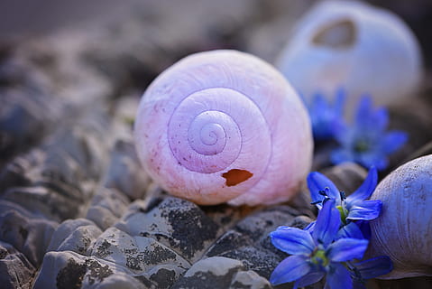 selectiu, focus, rosa, cargol, al costat, porpra, flors, shell, buit, closca de cargol buida, trencat, espatllat, chionodoxa luciliae, pedra, tancar, flor, primer pla, planta, planta amb flors, fauna animal, naturalesa, animal, bellesa a la natura, cap gent, frescor, temes d'animals, centrar-se en primer pla, invertebrat, closca d’animals, fragilitat, menjar, vegetals, animals a la natura, safrà, 5K, CC0, domini públic, lliure de regalies