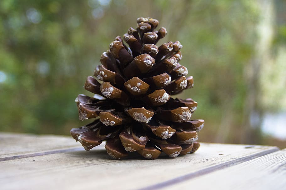 pinyes, pi, aixeta, naturalesa, decoració, arbre, pinus, marró, mediterrani, conífera, pinus pinea, menjar i beguda, pinya de pi, menjar, cap gent, taula, material de fusta, pinàcies, gran grup d'objectes, pila, primer pla, alimentació saludable, centrar-se en primer pla, dia, arbre de coníferes, benestar, frescor, enfocament selectiu, abundància, berenar, fusta de pi, 5K