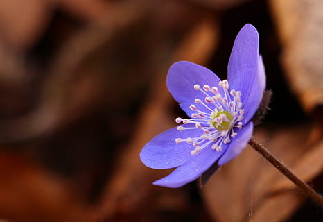 selectiu, focalitzar la fotografia, porpra, flor d’hepàtica, liverleaf, hepatica, primavera, flor, naturalesa, primerenc, bosc, flors silvestres, planta amb flors, planta, primer pla, frescor, bellesa a la natura, fragilitat, vulnerabilitat, pètal, cap de flor, inflorescència, blau, pol·len, enfocament selectiu, creixement, cap gent, suavitat, puresa, 2K, CC0, domini públic, lliure de regalies