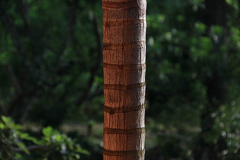foto de primer pla, marró, arbre, arbre de coco, durant el dia, tronc, textura, bosc, planta, material de fusta, centrar-se en primer pla, terra, naturalesa, tronc de l'arbre, dia, cap gent, creixement, primer pla, a l'aire lliure, bambú, bambú - planta, color verd, tranquil·litat, llum solar, publicació, post de fusta, 2K, CC0, domini públic, lliure de regalies