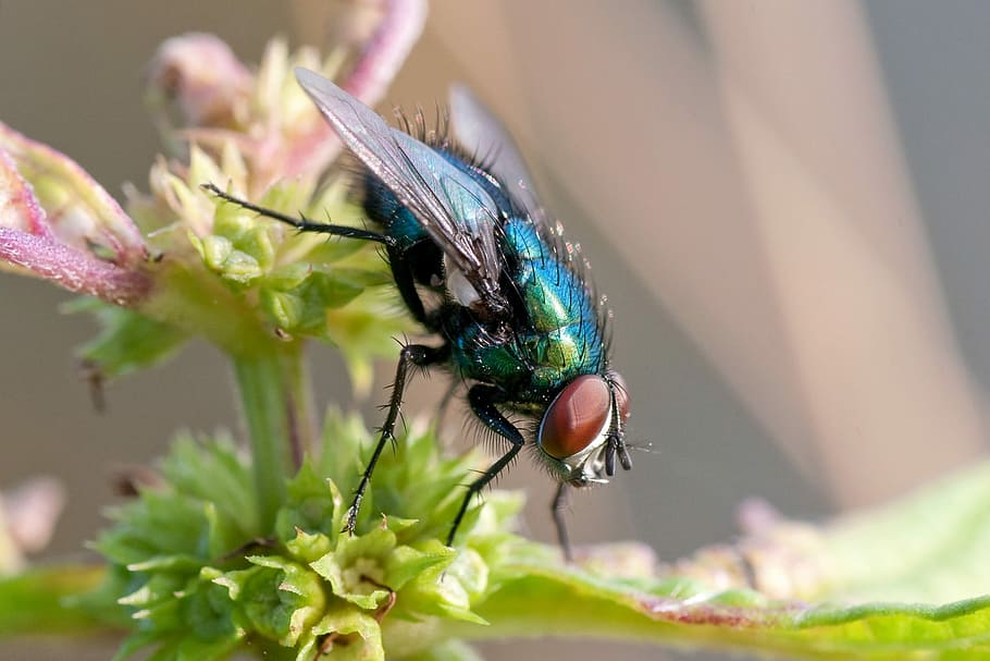 volar, bluebottle, insecte, macro, naturalesa, invertebrat, temes d'animals, animal, fauna animal, animals a la natura, un animal, ala dels animals, primer pla, planta, mosca domèstica, enfocament selectiu, bellesa a la natura, cap gent, dia, flor, planta amb flors, fragilitat, a l'aire lliure, polinització, cap de flor, ull d’animals, 1080P