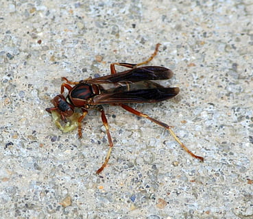 veps, insekt, fly, stinger, bevinget, fauna, sitter, dyre temaer, dyreliv, ett dyr, dyr, virvelløse, dyr i naturen, nærbilde, dag, ingen folk, natur, utendørs, dyr kroppsdel, zoologi, leddyr, høy vinkel visning, strukturert, rock-objekt, selektiv fokusering, 720P, CC0, offentlig domene, opphavsrett gratis