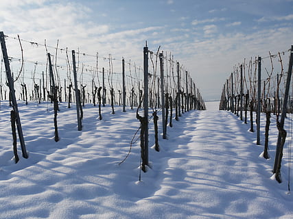 vigneto, inverno, la neve, invernale, bianca, freddo, riposo, nevoso, paesaggio, pendenza, sole, soleggiato, umore invernale, viticoltura, umore, viti, vite, vino, natura, agricoltura, baden württemberg, regione, Heilbronn, Germania, Staufenberg, brina, luce del sole, silenzioso, struttura, temperatura fredda, post in legno, di fila, all'aperto, cielo, nuvola - cielo, giorno, terra, nessuno, la tranquillità, Colore bianco, confine, inviare, recinto, scena tranquilla, bellezza nella natura, campo, barriera, 4K, CC0, dominio pubblico, privo di copyright