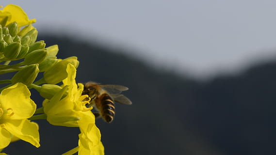 voldtekt, Bie, makro, blomst, blomstrende plante, gul, petal, skjønnhet i naturen, sårbarhet, skjørhet, blomsterhodet, friskhet, anlegg, nærbilde, inflorescence, vekst, natur, ingen folk, dyr i naturen, fokusere på forgrunnen, dyreliv, dyre temaer, insekt, våren, pollen, pollinering, blomsterdekorasjon, 2K, CC0, offentlig domene, opphavsrett gratis