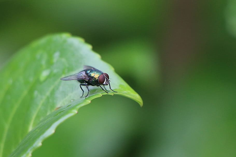 volar, verd, insecte, full, naturalesa, tancar, macro, ala, fulles, bluebottle, Whopper, animals, animals a la natura, invertebrat, temes d'animals, un animal, animal, fauna animal, color verd, primer pla, part de la planta, ala dels animals, planta, mosca domèstica, dia, cap gent, centrar-se en primer pla, enfocament selectiu, ull d’animals, 2K