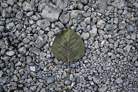 morir, caigut, sòl, full, monocroma, natural, naturalesa, vell, rock, roques, estiu, còdols, marc complet, directament a sobre, cap gent, planta, dia, fons, primer pla, a l'aire lliure, pedra - objecte, vista d’angle alt, sòlid, part de la planta, pedra, textura, terra, grava, camp, patró, 1080P, CC0, domini públic, lliure de regalies