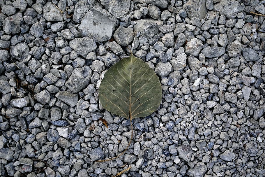 morir, caigut, sòl, full, monocroma, natural, naturalesa, vell, rock, roques, estiu, còdols, marc complet, directament a sobre, cap gent, planta, dia, fons, primer pla, a l'aire lliure, pedra - objecte, vista d’angle alt, sòlid, part de la planta, pedra, textura, terra, grava, camp, patró, 1080P