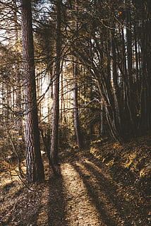 marró, arbres, sol, augmentar, durant el dia, fotografia de paisatge, bosc, arbre, llum solar, ombra, or, fusta, naturalesa, terra, planta, tranquil·litat, tronc de l'arbre, tronc, bellesa a la natura, cap gent, escena no urbana, dia, creixement, escena tranquil·la, sendera, escenics - natura, a l'aire lliure, ruta, 5K, CC0, domini públic, lliure de regalies