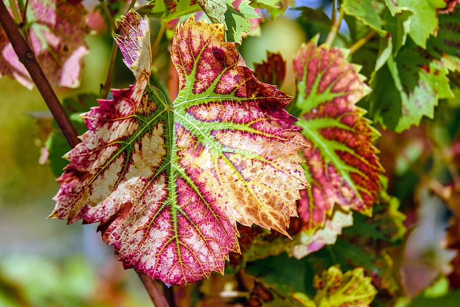 poc profund, focalitzar la fotografia, porpra, verd, full, fulla de vi, color, vinya, planta, viticultura, fullatge de tardor, naturalesa, bellesa a la natura, creixement, primer pla, part de la planta, centrar-se en primer pla, vulnerabilitat, cap gent, fragilitat, dia, flor, planta amb flors, color verd, a l'aire lliure, frescor, arbre, tardor, vermell, canvi, cap de flor, fulles, marró, condició natural, 4K
