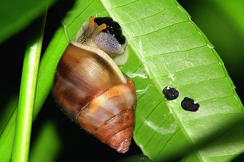 tancar, fotografia, marró, cargol, full, ou, laïc, naturalesa, verd, shell, gasteròpode, la vida, macro, viscós, menjar, mol·lusc, lent, slug, un, animal, herba, roman, fulles, hèlix, petit, invertebrat, jardí, saludable, llim, vida salvatge, planta, comestible, criatura, primavera, salvatge, ull, casa, monyó, porta, ocell, casa d'aus, brillant, edifici, color, artesania, bonic, dia, decoració, orelles, cara, penjant, horitzontal, humà, gent, relaxació, sostre, temporada, llum solar, temes, prat, blanc, Pasqua, camp, vibrant, tulipa, flors silvestres, groc, assolellat, tija, raig, estiu, sol, rural, llum, vermell, flor, rosa, elegant, pètal, bouquet, florir, florint, blau, fauna animal, temes d'animals, part de la planta, color verd, animals a la natura, primer pla, un animal, insecte, cap gent, closca d’animals, centrar-se en primer pla, rastreig, 4K, CC0, domini públic, lliure de regalies