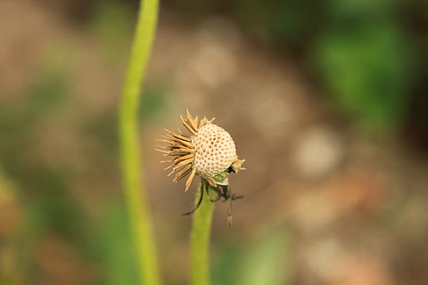 dent de lleó, buit, globus, llavor, plantes, primavera, flor, planta amb flors, planta, fragilitat, vulnerabilitat, bellesa a la natura, frescor, creixement, primer pla, cap de flor, dia, naturalesa, inflorescència, enfocament selectiu, cap gent, camp, tija de la planta, centrar-se en primer pla, terra, a l'aire lliure, llavor de dent de lleó, suavitat, pol·len, Planta esvaïda, 4K, CC0, domini públic, lliure de regalies