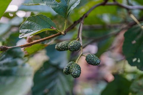 boom, els, dichtbij, Bos, tak, fruit, voedsel, eten en drinken, fabriek, groei, blad, gezond eten, deel van de plant, natuur, versheid, groene kleur, dag, focus op de voorgrond, detailopname, geen mensen, schoonheid in de natuur, buitenshuis, bessen, regenwoud, natuurlijke toestand, 4K, CC0, publiek domein, royaltyvrij