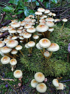 sponge, white, soil, mushroom, fungus, land, plant, toadstool, food, nature, field, vegetable, no people, day, growth, close-up, high angle view, vulnerability, beauty in nature, fragility, outdoors, moss, edible mushroom, 4K, CC0, public domain, royalty free