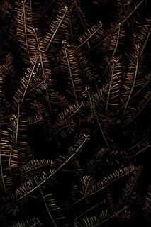 frunze maronii, buchet, maro, leafed, plantă, copac, pin, vesnic verde, Brad, ace, toamnă, cădea, culoare, mort, cadru complet, nici o persoana, fundaluri, natură, frunze, parte a plantelor, a închide, creştere, vedere în unghi mare, frumusețe în natură, noapte, în aer liber, abundenţă, grup mare de obiecte, ferigă, liniște, botanică, ţepos, 5K, CC0, domeniu public, fără drepturi de autor