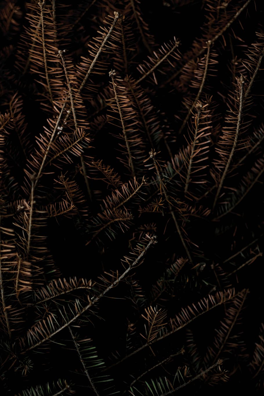 fulles marrons, munt, marró, fulles, planta, arbre, pi, de fulla perenne, agulles, tardor, caure, color, mort, marc complet, cap gent, fons, naturalesa, full, part de la planta, primer pla, creixement, vista d’angle alt, bellesa a la natura, nit, a l'aire lliure, abundància, gran grup d'objectes, falguera, tranquil·litat, botànica, picant, 5K