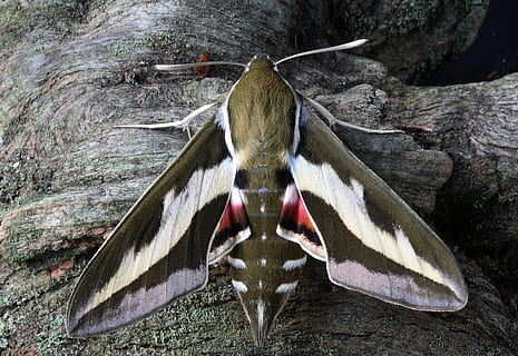 kiinni, kuva, valkoinen, vuorattu, sphinx moth, koi, makro, hyönteinen, siipi, kiitäjä, eläinten teemoja, yksi eläin, eläin, eläimiä, eläinten villieläimet, selkärankainen, vesi, järvi, lintu, ei ihmisiä, luonto, päivä, lähikuva, puu, ulkona, rock - esine, eläimen kehon osa, rock, kasvi, suu auki, 5K, CC0, public domain, rojaltivapaa