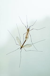 insect, paring, de lente, liefde, natuur, reproduktie, insecten paring, dier, detailopname, ongewerveld, dierlijke thema's, studio opname, dierenleven, één dier, geen mensen, witte achtergrond, dieren in het wild, mug, fabriek, binnenshuis, dierlijke lichaamsdeel, uitknippen, focus op de voorgrond, selectieve aandacht, 4K, CC0, publiek domein, royaltyvrij