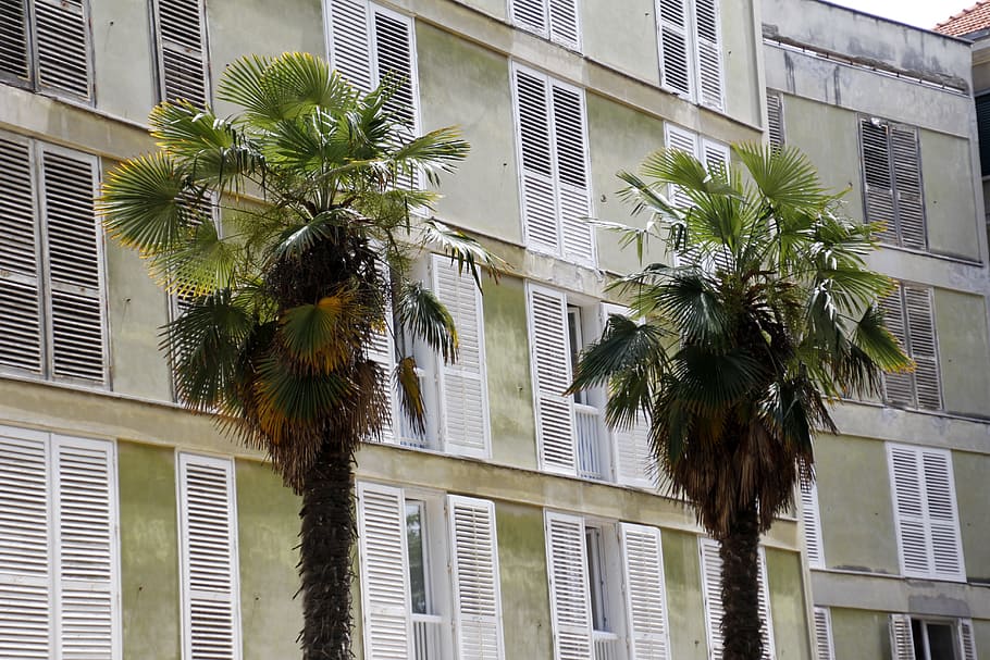 palme, Due, solidarieta, armonia, amore per due, Palma, architettura, esterno dell'edificio, struttura costruita, clima tropicale, costruzione, albero, pianta, crescita, finestra, giorno, nessuno, città, natura, all'aperto, quartiere residenziale, moderno, ufficio, colore verde, Inquadratura dal basso, appartamento, edificio per uffici esterno, sviluppo abitativo, albero tropicale, lusso, foglia di palma, 5K