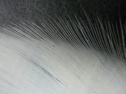 Frühling, Weiß, Filigran, Nieder, Gefieder, Frühlingskleid, Vogel, Hintergründe, Vollbild, Muster, texturiert, Nahansicht, Textil-, keine Leute, Faden, drinnen, Technologie, abstrakt, Stillleben, Textilindustrie, gestreift, Industrie, Material, Metall, Zerbrechlichkeit, Baumwolle, weiße Farbe, silberfarben, 2K, CC0, gemeinfrei, lizenzfrei