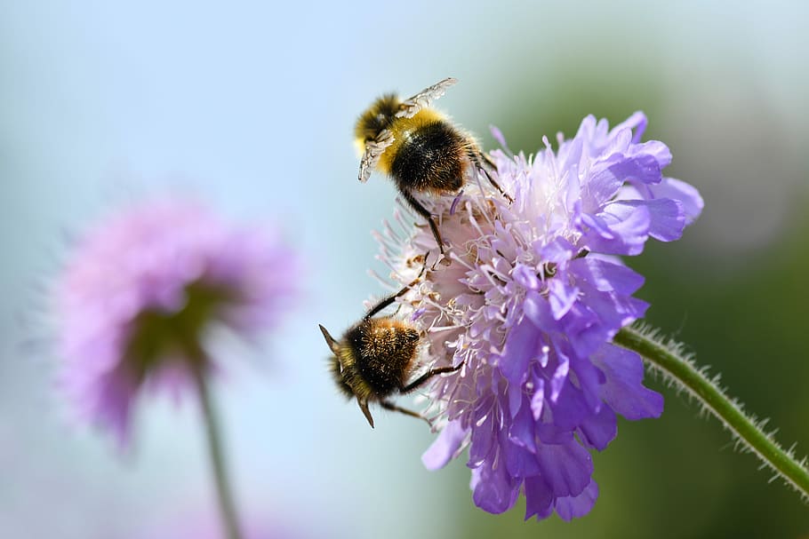 Bourdon, insecte, dos, farratge, flor, porpra, pol·len, cel, abella, planta amb flors, animal, invertebrat, bellesa a la natura, frescor, temes d'animals, pètal, fauna animal, animals a la natura, fragilitat, cap de flor, primer pla, planta, vulnerabilitat, un animal, Abellot, polinització, cap gent, color rosa, 5K