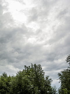 storm, himmel, stormfuld, Sky, før stormen, vejr, sky - himmel, træ, plante, lav vinkel visning, vækst, skønhed i naturen, dag, natur, ingen mennesker, ro, udendørs, scenics - natur, rolig scene, grøn farve, overskyet, trætop, ikke-urbane scene, idyllisk, 2K, CC0, offentligt domæne, royaltyfrie