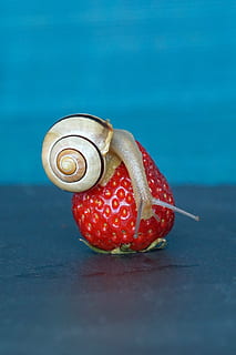 Schnecke, Erdbeerfrucht, Erdbeere, Schale, Sonde, Weichtier, langsam, Reptil, schließen, Schneckenhaus, Natur, Obst, kriechen, Essen, Makro, Tier, Kreatur, Tierwelt, wirbellos, Erdbeerzeit, Erdbeeren, rot, saftig, Grußkarten, Postkarte, Emotion, ein Tier, keine Leute, Tierthemen, Gastropode, Nahansicht, Tiere in freier Wildbahn, Wasser, Tierhülle, Lebensmittel, Essen und Trinken, Blau, gesundes Essen, farbiger Hintergrund, einzelnes Objekt, Blauer Hintergrund, 5K, CC0, gemeinfrei, lizenzfrei