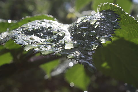rosa, dråber, lys, blad, gennemsigtig, grøn, plante del, plante, tæt på, vækst, selektiv fokusering, natur, vand, dag, kold temperatur, ingen mennesker, vinter, grøn farve, skønhed i naturen, sne, is, Frosset, fokus på forgrunden, udendørs, blade, dug, renhed, smeltning, 1080P, CC0, offentligt domæne, royaltyfrie